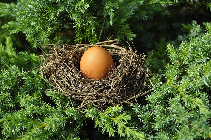 Fairy Nests